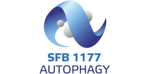 DFG-funded
SFB1177 Autophagy